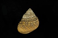 藏品(草蓆鐘螺)的圖片